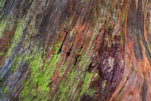 Washington, Olympic NP Rotten stump with moss